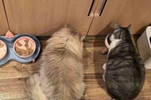 Mở dịch vụ chăm sóc mèo mùa Tết, cô gái kiếm thu nhập 'khủng' chỉ trong 9 ngày