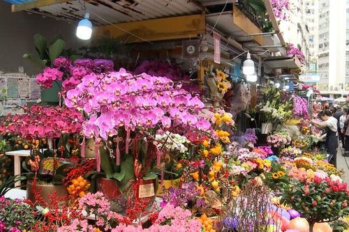 Thú chơi hoa lan ngày Tết của người dân Hong Kong (Trung Quốc)