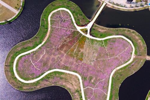 Cà Mau: Đảo hoa cánh bướm 2,5 ha rực rỡ sắc xuân hút khách tham quan