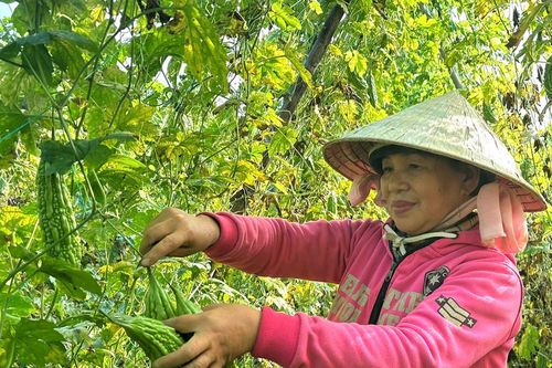 Hồi sinh trên những cánh đồng Xuân