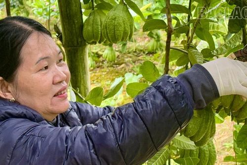 Mùa quả đón Tết