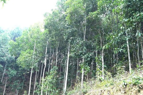 Châu Quế chuyển mình