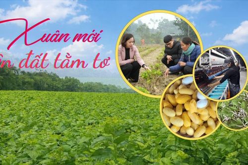 Xuân mới trên đất tằm tơ