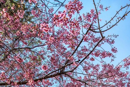 Đà Lạt: Ngắm sắc mai anh đào phủ hồng khuôn viên hai ngôi trường nổi tiếng