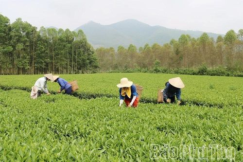 Đậm vị chè xanh Đất Tổ ngày Tết