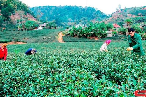 Từ nương chè trên rẻo cao đến thị trường thế giới
