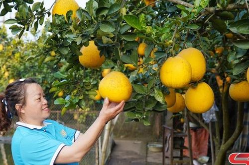 Phát triển hợp tác xã nông nghiệp ở khu vực Thuận Châu