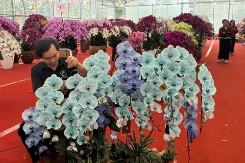 Thợ cắm hoa lan tất bật vụ Tết