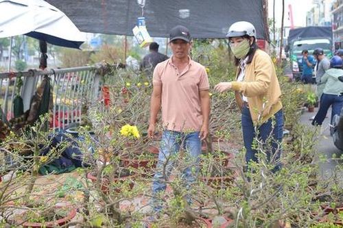 TP.HCM: Hoa Tết bình dân 'cháy hàng', mai mini vài chục nghìn đồng hút khách