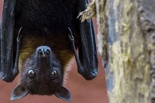 Bộ Y tế ban hành hướng dẫn tạm thời giám sát và phòng, chống bệnh do virus Nipah ở người
