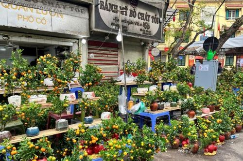 Chợ hoa Hàng Lược rực rỡ ngày cuối năm