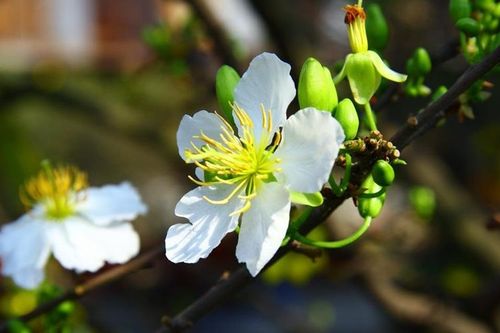 Bất chợt Xuân…