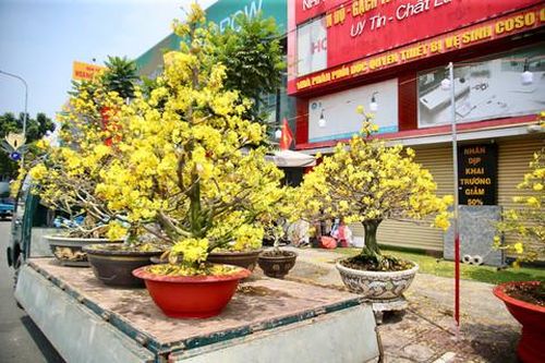 Mưa trái mùa gây thiệt hại nặng cho người bán mai, hoa cảnh ngày Tết