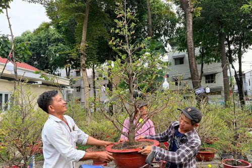 Nghề 'chở Tết' tại TP.HCM hái tiền triệu mỗi ngày