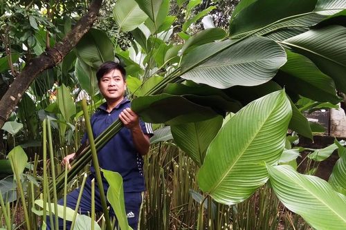 Người trồng lá dong ở Hưng Yên hối hả vào vụ Tết, đóng hàng xuất đi trời Tây
