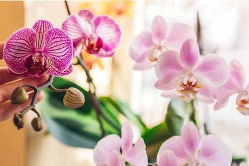Giữ sắc xuân trọn vẹn: Cách chăm sóc hoa Tết để bền đẹp, tránh rủi ro đầu năm