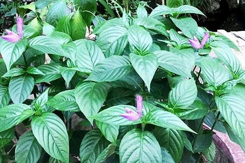 Lá cẩm - Dược liệu, chất tạo màu tự nhiên an toàn cho thực phẩm