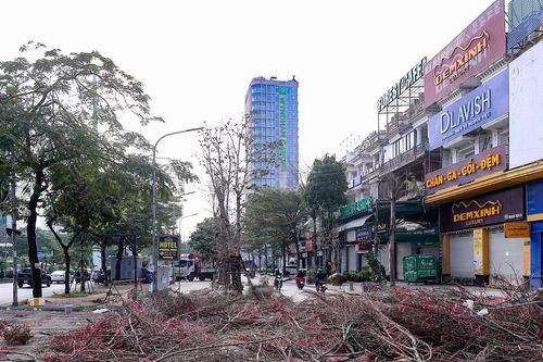 Hà Nội chiều cuối năm: Xót xa cảnh đào, quất bị chặt bỏ la liệt