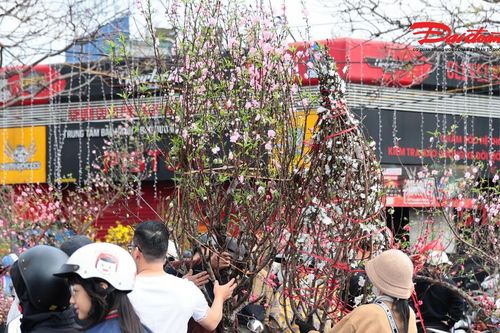 Chợ hoa chiều 29 Tết nhộn nhịp, đào quất, đồng loạt 'xả hàng' giá thấp