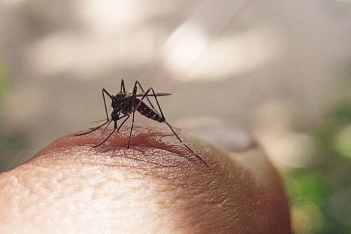 Bệnh sốt xuất huyết Dengue ở trẻ em: Dấu hiệu nhận biết sớm