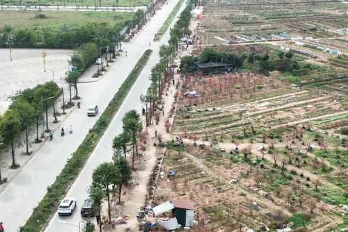 Làng đào La Cả chiều cuối năm