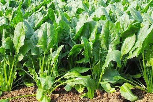 3 loại rau dưỡng gan, bổ khí huyết, ăn vào đến đâu người khỏe ra đến đó đang đầy chợ Việt