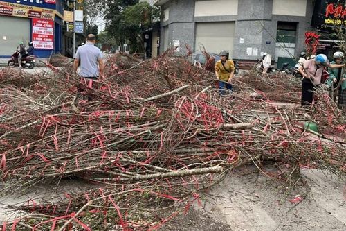 Người Hà Nội 'hái lộc' từ cành đào bỏ đi