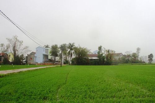 'Rốn lũ' Hòa Thịnh: Miền xanh hy vọng đã nảy mầm