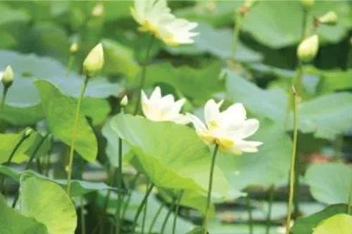 Tám ngọn gió Trường Sơn