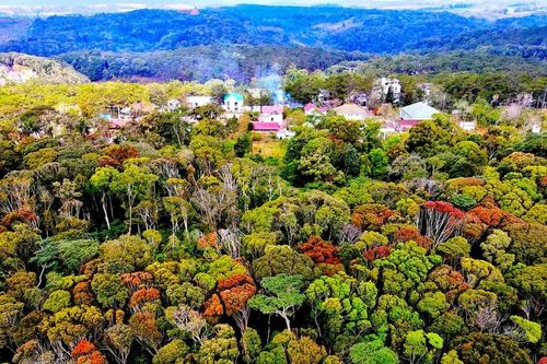 Hoa rừng nở rực chào Xuân