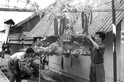 Hoa, rau xanh và ba cái Tết ở trại Davis