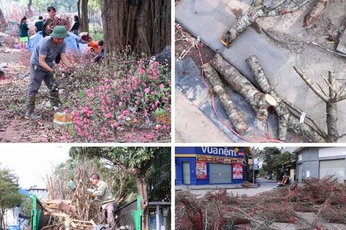 Xót xa cảnh đào, quất bị chặt bỏ la liệt chiều 29 Tết vì khách chờ 'giá rẻ như cho'