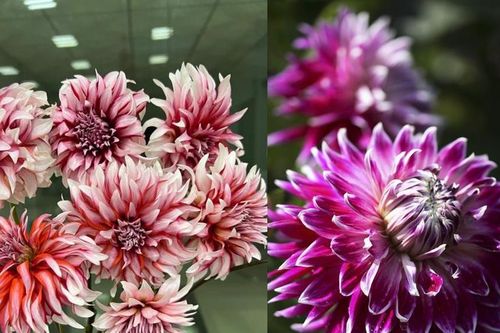 Cách trồng và trưng thược dược để hoa nở rực rỡ ngày Tết, rước tài lộc về nhà