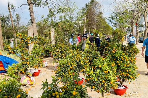 Chợ đào, quất ngày 29 Tết: Giảm sâu vẫn ế, tiểu thương 'vừa bán vừa cho'