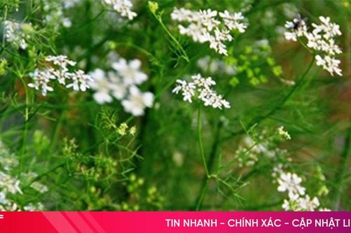 Thơm hương tết xưa với tục xông nước mùi già