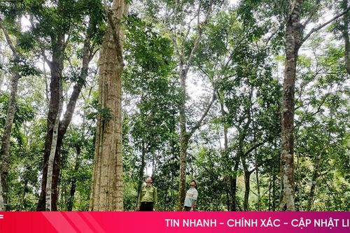 Hà Tĩnh gắn bảo vệ rừng với phát triển sinh kế bền vững