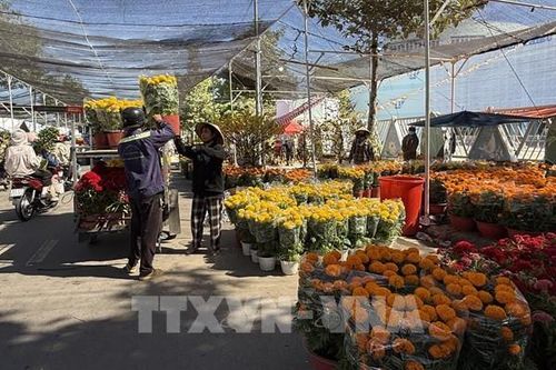 29 Tết, hoa còn đầy chợ: Tiểu thương gấp gáp xả hàng