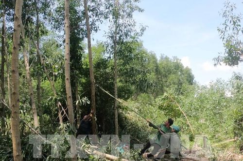 Thị trường carbon rừng: Kênh huy động nguồn lực mới cho lâm nghiệp