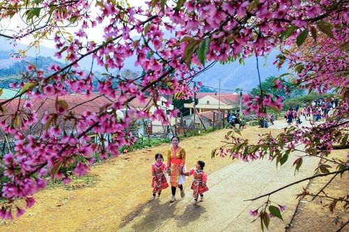 Tết về thoảng hương xứ sở