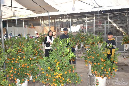 Nỗi niềm người bán đào, quất cuối năm