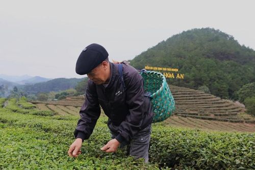 Hương xuân trên những nương chè