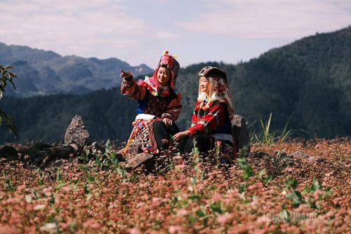 Sắc xuân trên Cao nguyên đá