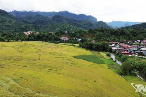 Cao Minh vững bước vào năm mới
