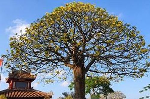 Loài hoa vàng sinh ra văn hóa Hoàng mai