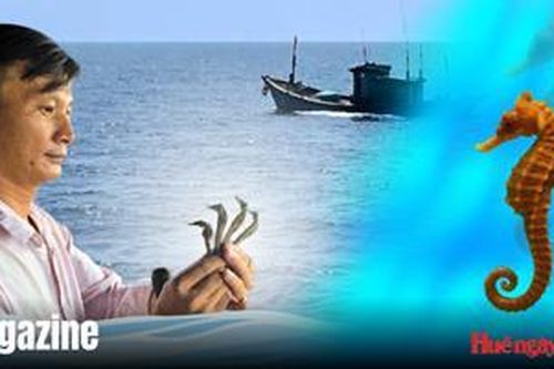 Bảo tồn hải mã - 'báu vật' của đại dương