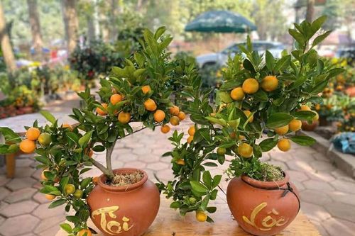 Quất mini giá 100.000 đồng hút người mua