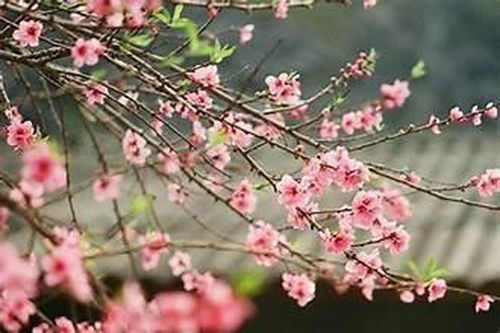 3 bài thuốc quý từ cánh hoa đào