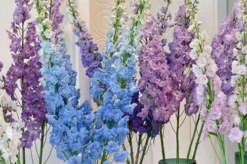 6 loại hoa đẹp sang bền hơn 30 ngày, Tết trưng một bình trong nhà đón tài lộc, may mắn cả năm