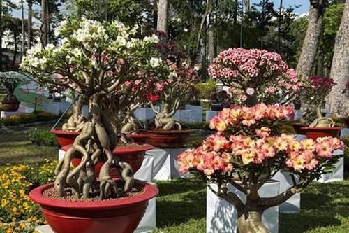 Mãn nhãn với 'trăm hoa đua sắc' tại Lễ hội hoa xuân Tao Đàn 2026