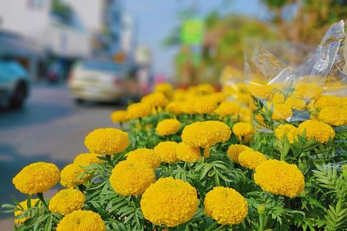 Hoa vạn thọ giữ sắc xuân phương Nam